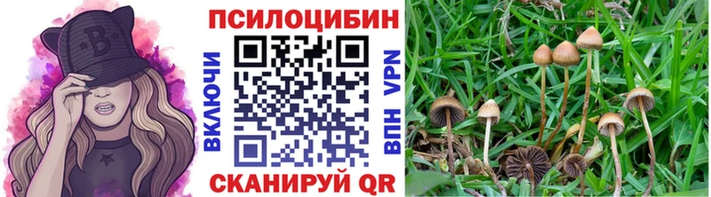 Псилоцибиновые грибы Psilocybine cubensis  Дивногорск 
